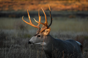 Mule Deer Buck - Colorado Sunrise