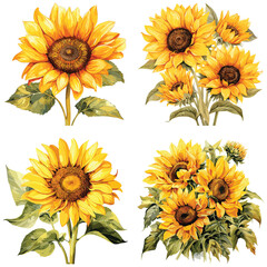 painted Watercolor sunflower floral set on white background