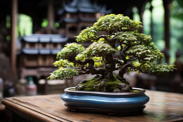 Gordijnen bonsai  japanese tradition grown tree © NikahGeh