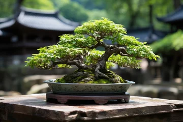 Fotobehang bonsai  japanese tradition grown tree © NikahGeh