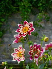 Dahlias 'Fashion Monger'. Variety of collarette dahlias with flowerheads like star appearance with carmin-red ray florets and cream ruff, soft yellow ring on leafy stems  © Marc