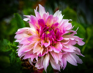 Fototapeta premium Magenta Dahlia