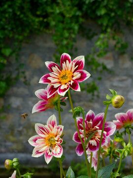 Dahlias 'Fashion Monger'. Variety of collarette dahlias with flowerheads like star appearance with carmin-red ray florets and cream ruff, soft yellow ring on leafy stems
