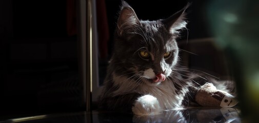 A grey and white long-haired cat sticks out its tongue, yellow eyes, bathing in natural light