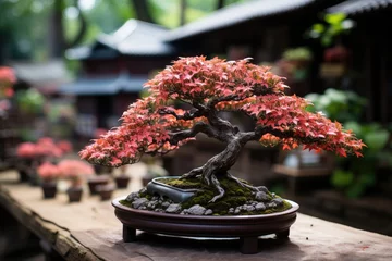 Schilderijen op glas bonsai  japanese tradition grown tree © NikahGeh