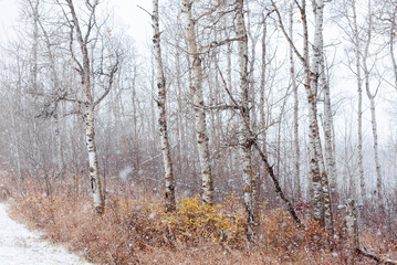 Aspen forest in snow storm in Central Alberta winter