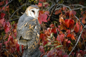 Barn Owl - Fall Foliage