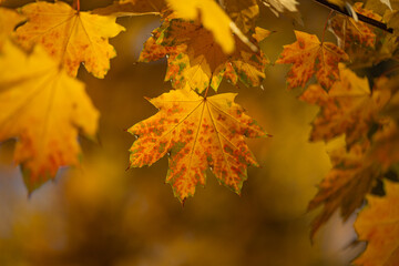 Fototapeta premium autumn leaves