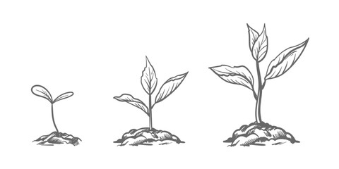 hand drawn sketch of tree planting. Seeds sprout in the ground. Seedlings of a garden plant. Sprouts, plants, trees.