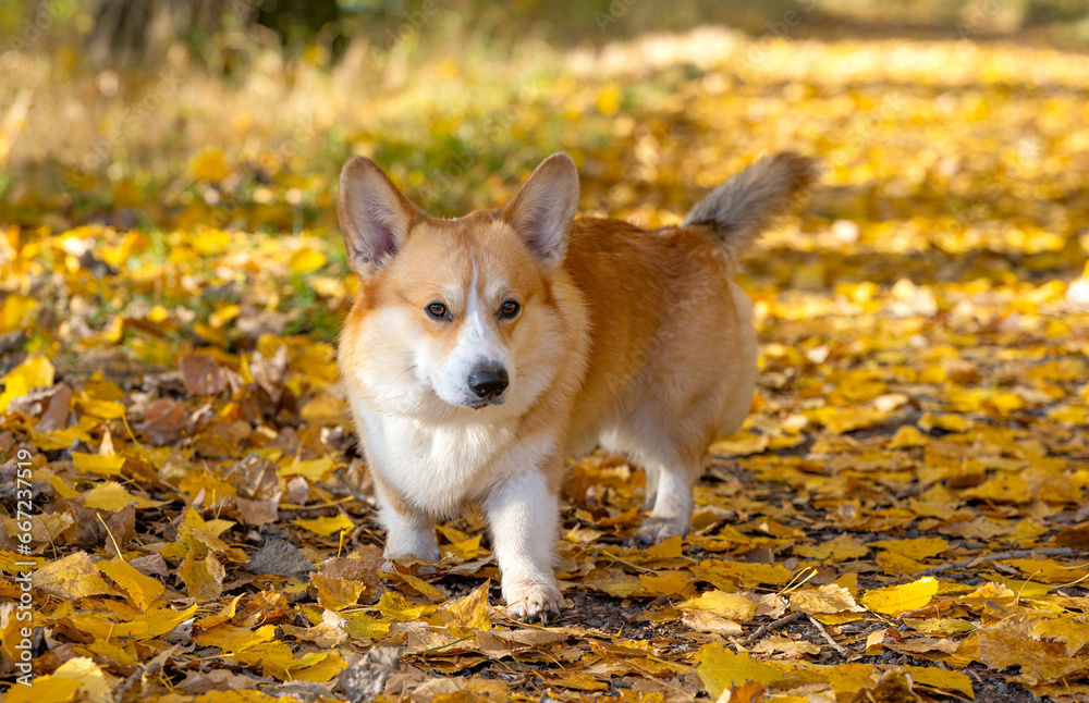 Poster corgi on an autumn walk