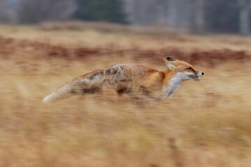 Fuchs rennt in hohem Tempo durch dürres Gras, Mitziehaufnahme