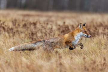 Fuchs rennt über eine dürre Wiese
