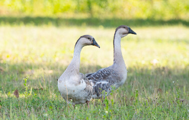 geese graze in the meadow