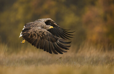 Sea eagle or white tailed eagle ( Haliaeetus albicilla)