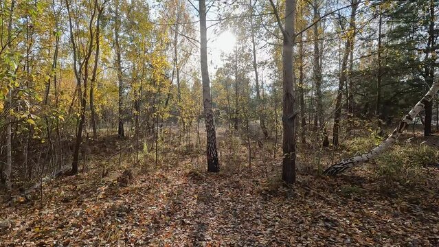 Virtual forest walk. POV shot on a gimbal. Sunny day, early autumn stroll. Natural background with sun rays shining through trees. 4K resolution High quality sounds of birds, forest and footsteps.