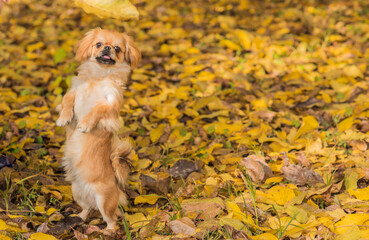 Cute and funny golden color Pekingese young dog in autumn park playing with leaves and joyful. Best human friend. Pretty puppy dog in garden around sunlight