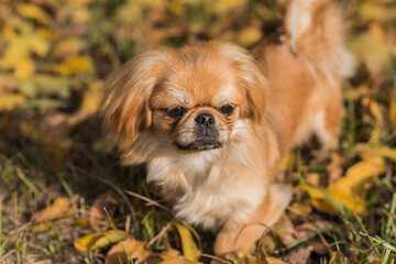 Cute and funny golden color Pekingese young dog in autumn park playing with leaves and joyful. Best human friend. Pretty puppy dog in garden around sunlight