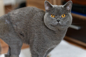 Obraz na płótnie Canvas gray british shorthair cat 