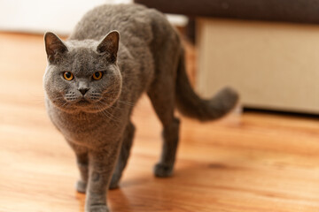 gray british shorthair cat
