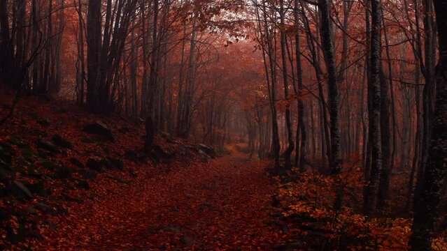 Passeggiata nel bosco autunnale