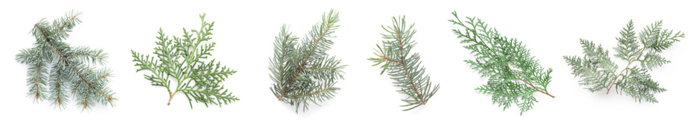 Collage of fresh coniferous branches on white background