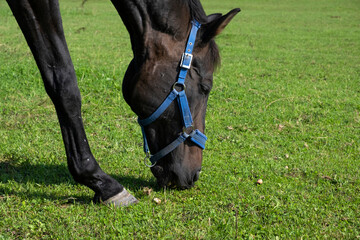 A black mustang grazes in a meadow and grazes the grass.