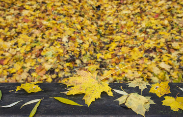 Colorful Autumn Foliage in a Forest Park, Vibrant leaves cascade in a sunny autumn forest.