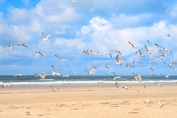 Seagulls at the beach