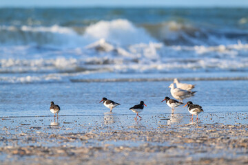 Oyster catchers at the beach - 667245144