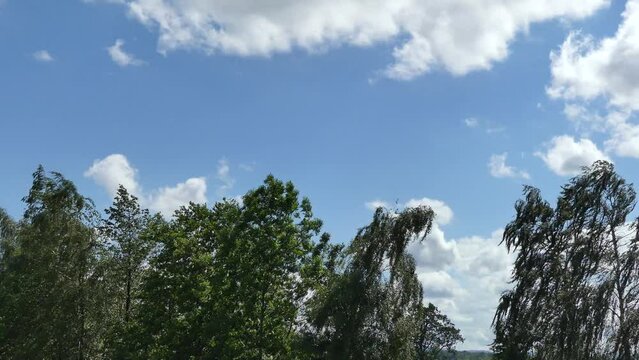 Deciduous trees with green leaves moved by wind and blue sky with white clouds on summer sunny and windy weather - real time. Topics: natural environment, weather, season