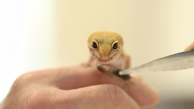 Leopard gecko sits on man's hand Feeding the gecko insects with tweezer