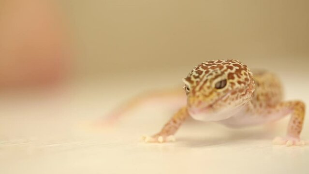Cute and adorable leopard gecko. Feeding the gecko insects with tweezer