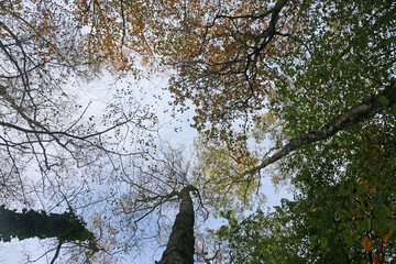 Looking up Beech trees in Autumn	