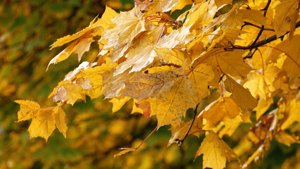 Yellow maple leaves sway in the wind. Close-up. Golden autumn in the park. Calm Soothing Autumn Scene