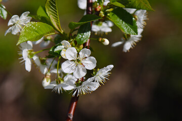 Blossoming cherry tree in spring.