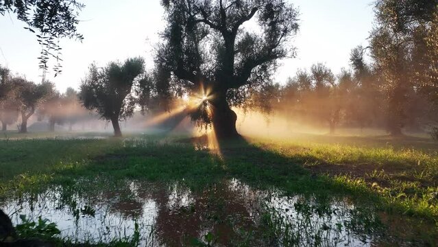 Ulivi millenari immersi nella nebbia del tramonto
