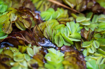 Detail of the leaves of the Salvinia minima plant