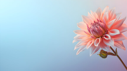 A blooming flower in one corner, with a gradient of pastel hues with copy space, Pink gerber daisy - obrazy, fototapety, plakaty