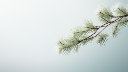 a pine branch against a clean white background, capturing the intricate details of nature's design.
