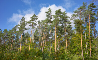 European pine trees against the sky.