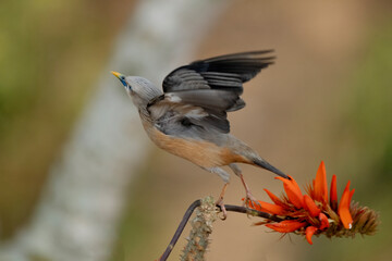 chestnut-tailed starling, also called grey-headed starling and grey-headed myna