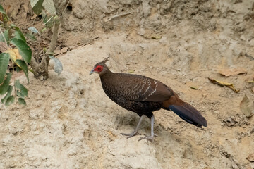 The kalij pheasant, or simply kalij, is a pheasant found in forests and thickets, especially in the Himalayan foothills