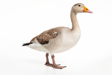 Obraz premium Gans freigestellt vor weißem Hintergrund