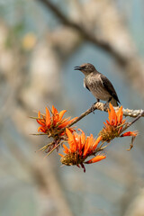 The spot-winged starling (Saroglossa spilopterus) is a species of starling in the family Sturnidae