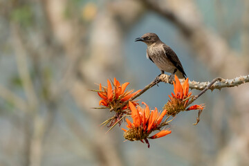 The spot-winged starling (Saroglossa spilopterus) is a species of starling in the family Sturnidae