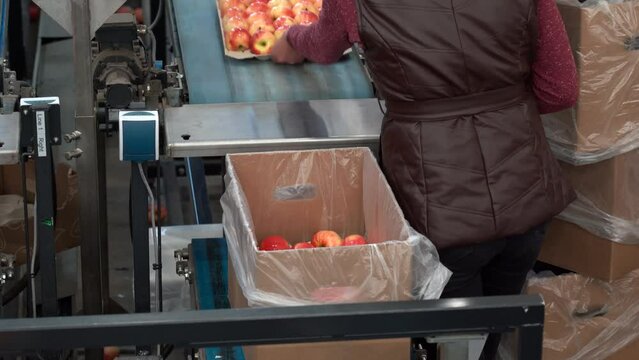 Female Packing House Worker Packing Fresh, Sorted and Waxed Apples into Environmentally Friendly Packaging. Apples in Consumer Units on Conveyor Belt in Packing House Prior Distribution to Market.