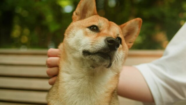 Close-up of shiba inu dog in the park on sunny day. Lovely pet sitting on the grass. Portrait of a japanese dog. 