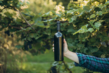 A bottle of red wine in a woman's hand, against the backdrop of a vineyard with a ripe juicy harvest. Free space for text. High quality photo. Black Wine Mock-Up Bottle