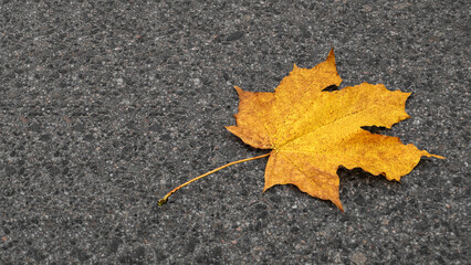 Maple leaf on the sidewalk