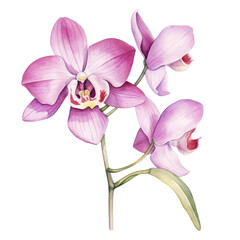 Fototapeta premium Orchid Watercolor hand drawn Illustration on White Background